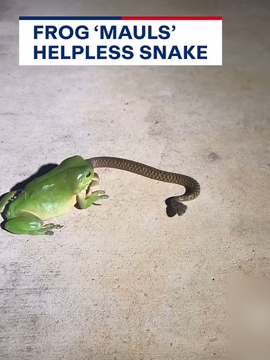 Astonishing Encounter: Frog vs Snake in the Australian Wildlife