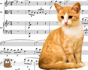 What Music do Cats Like? - Species-appropriate MUSIC FOR CATS