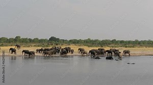 Different groups of elephants at waterhole, Hwange Zimbabwe, Africa safari wildlife and wilderness