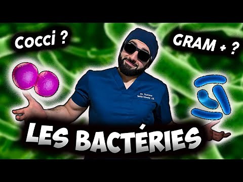 BACTERIA : THE ULTIMATE GUIDE 🦠