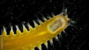 worm Polychaeta under a microscope, this is the Annelida class, live in marine and fresh waters, both the detritus and predators, in the video, the worm’s head is close-up