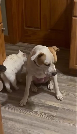 ADOPT ODIE! 🐾 Everything you’d want in a best friend is right here. 💛 Odie is 1.5 years old—sweet, loyal, and happiest just being near his people. He currently lives with multiple cats in his foster home and loves curling up with them (and his humans) for a good couch nap. He just needs a little time to warm up to new dog friends, but once he does, he’s all in. Odie’s a Very Good Boy™—house trained, knows “sit,” “down,” “paw,” and “leave it,” and is great with respectful kiddos (5 ). At home, 