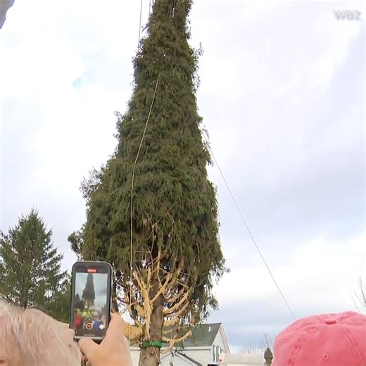 8.3K views · 96 reactions | TIMBER!: The iconic Rockefeller Center Christmas tree is on its way to New York City for the holiday season. The 11-ton, 74-foot-tall Norway Spruce was cut down and then hoisted onto a truck in front of a crowd in West Stockbridge, Massachusetts, on Thursday (11/7). The Albert family in the area donated the tree and it's the first from Massachusetts to be selected for the famous holiday display at Rockefeller Center. | CBS Newspath | Facebook
