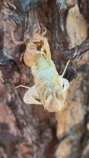 By far one of the coolest moments I've gotten the privilege to witness! #cidada #bug #hiking #molting