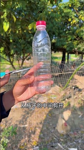 Revolutionize Your Hydroponics: Growing Podocarpus Cuttings to Flourish