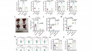 靶向FUT8-CD47轴：肝癌免疫治疗全新突破口