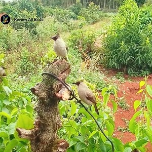 Many birds come to eat bananas | Review All Birds