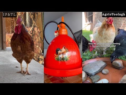 Poultry Farming Made Easier: How to Install an Automatic Chicken Drinker