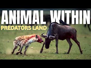 The Animal Within: Predators Land | Animal Planet Hindi | National Geographic Hindi