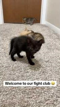 Kitten fight club