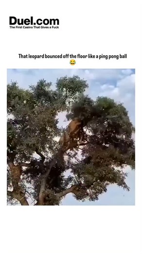 universee_decode on Instagram: "The Instagram post shares a 10-second video of a leopard leaping from a tree onto savanna grass, slipping and rebounding awkwardly like a "ping pong ball," amassing 8,000+ likes and 1.7 million views shortly after posting. Leopards excel at tree-climbing due to lightweight builds and powerful forelimbs, enabling them to cache kills high up to avoid scavengers like lions, according to Tsavo Trust wildlife observations. This mishap underscores occasional vulnerabili