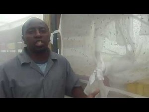 Black soldier fly Love cage