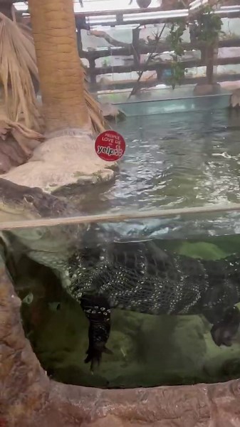 One deep alligator sound sends heavy rumbles across the water