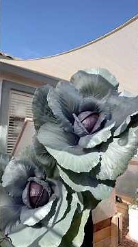 Harvest these big mama cabbage heads with me! #gardening