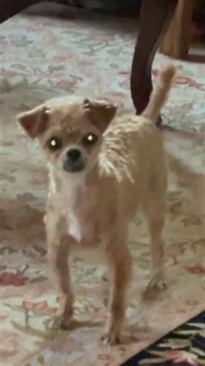 Spud on Instagram: "sorry for the lack of videos! we’ve been at my moms for the past 10 days and for some reason spud acts way less crazy when she’s here lol.. it’s probably because she respects the cats and my moms dog but who knows"