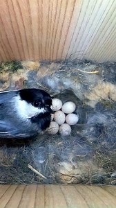 Chickadee incubates a large clutch of eggs 🪺🤗 #wildlife #birdwatching #nature #birdhouse #birds | Nest Box Live