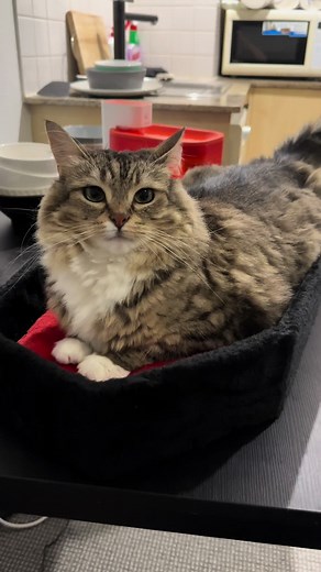Cute Long-Haired Cat Relaxing in a Pet Bed