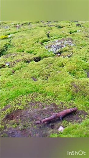 🌿 Green Water Stream on Rock | Relaxing Nature (4K) | Green nature habitat
