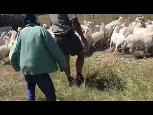 Selection of 100% Pure South Africa Savanna goats before Shipment to Kenya | Goat Farming Kenya