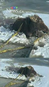 Saskatchewan towing company rescues moose from ice