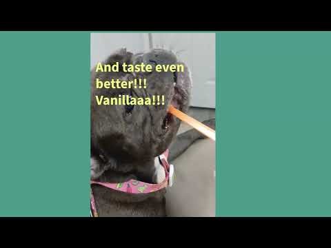 Nanon the frenchie is brushing her teeth.