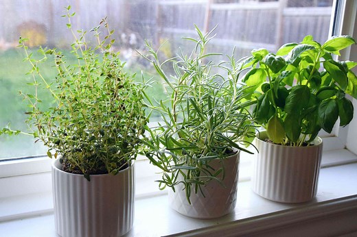 Here Are Some Helpful Tips about How to Plant a Perfect Kitchen Herb Garden