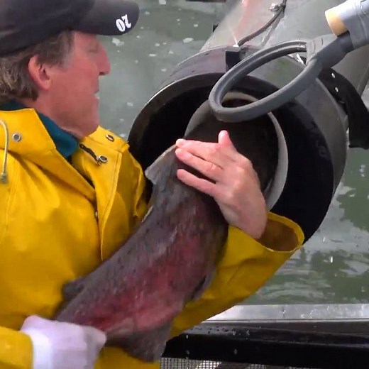 Ever heard of a fish cannon? We haven't either. https://chdr.tv/a3ca3 | Cheddar Gadgets