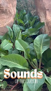 39 reactions | Nevada is home to 874 species of native bees, with...