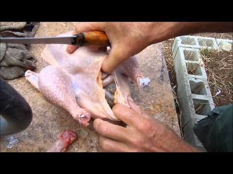 How To Gut A Chicken