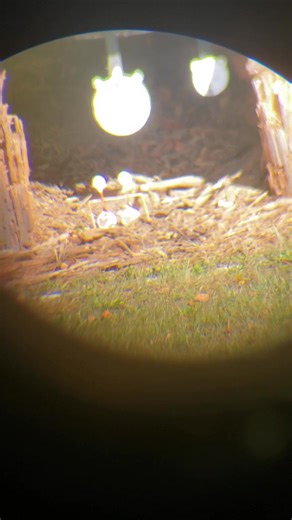 Springfield 2020 22 lr. At a 100 yrds. So fun and cheap to shoot. Smithfield sportsmans club. | Fred Owen | Facebook