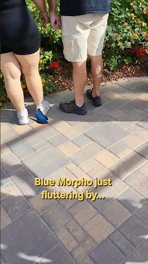 Is This Blue Butterfly the Most Beautiful Insect on Earth?