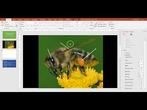 Labeling Images on Power Point for Honors Biology