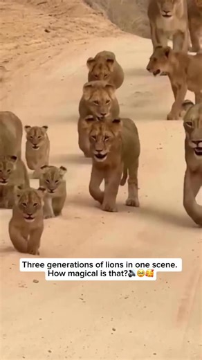 Wildlife and Rescue on Instagram: "A lion pride is a social group of lions, usually made up of related females, their cubs, and a few males. The dynamics of a pride are structured: females do most of the hunting and take care of the cubs, while males protect the pride and its territory. Within the group, there’s a hierarchy, and lions communicate through roaring, scent marking, and body language. The pride works together for survival, sharing food and looking out for each other, which is rare am