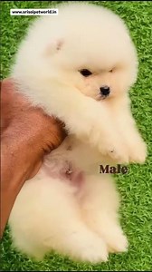 free free free pomeranian puppy subscribe and comment for adoption today