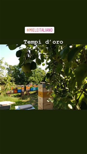 Spring of April #honey #miele #pollinators #backyardbeekeeping #beesandflowers #italy #apiculture #beeswax #honeybee #honeybees #mieleitaliano #honeymoon #honeycomb #apicoltura #ne #bees #apicultura | Bee Bartons | Facebook