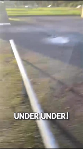 Old dog new tricks 🐶🪄 🔃 Recall 🦮 Loose Lead ✋ Stay 🗣️ Leave 4 key commands to master in order to acheive a well behaved dog. If you’d like some help or have any questions message me. #dogtraining #puppytraining #dogtricks #solihull #warwickshire | Paws Patrol VIP 121 Dog Training