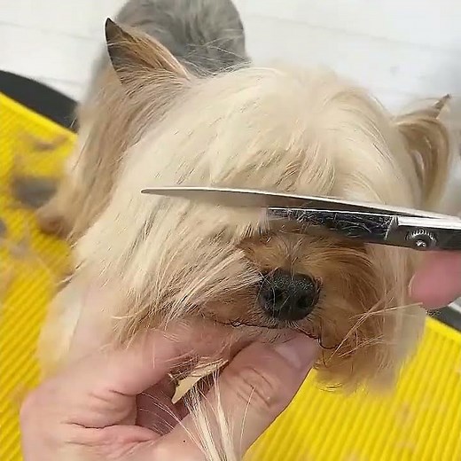 Trimming and Styling Short Hair with Comb Technique! ✂️