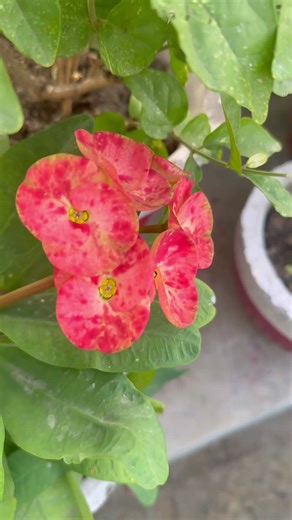 Beautiful flowers blooming at my terrace garden today | Home flower gardening #flowers #garden
