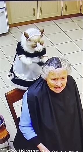 Coco's Salon FAIL! 💇‍♀️ | (Funny Pet) inmelife Meow #funny