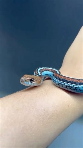 Herping.com on Instagram: "🌉🐍 Meet the San Francisco Garter Snake! 🐍🌉 This breathtakingly beautiful snake is known for its vibrant blue, red, and black stripes, making it one of the most striking garter snakes. Native to California, the San Francisco Garter Snake is an endangered treasure: 🔸 Habitat: Found in wetlands, ponds, and grasslands near the San Francisco Bay Area 🔸 Diet: Feeds primarily on amphibians, especially frogs, and small fish 🔸 Behavior: Semi-aquatic and diurnal, often se