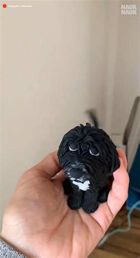144K views · 381 reactions | Meet this adorable cockapoo — a...