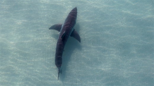 Shark Week 2025 Brings New Thrills and Old Favorites to Discovery