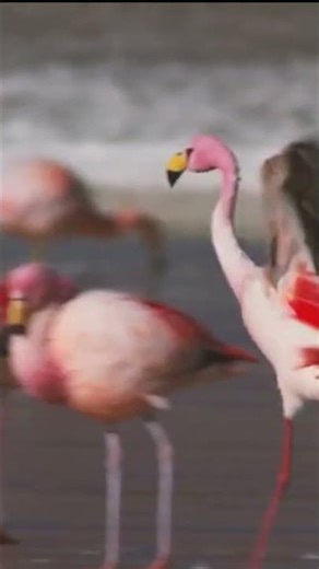 Flamingos – Pink Wanderers of Lakes and Lagoons