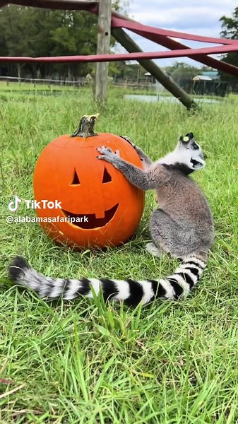 Explore Alabama's Safari This Spooky Season