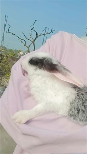 🫶🏻😚 #trend #ytshorts #rabbit #viral #love