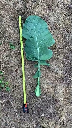 Thousandhead Kale #shorts