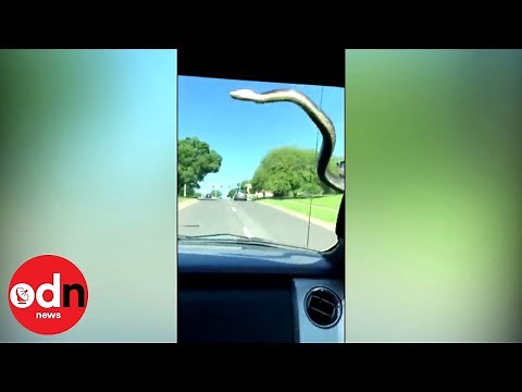 Huge snake on car windscreen is batted away with wipers
