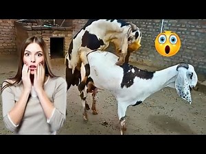 “Unbelievable First Go – Young Goat’s Mighty Maiden Mating!”