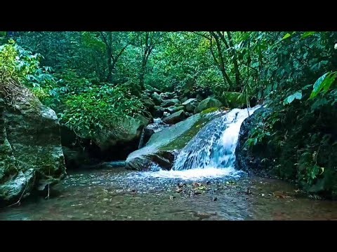 Gentle Stream Ambience | Flowing Water Sounds for Deep Sleep, Study, and Stress Relief