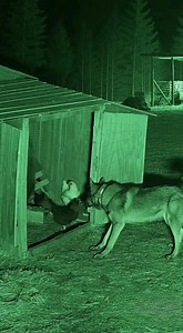 Witness a tense moment `caught on camera` as an `animal attack` unfolds at a `shelter` during the night. This incredible footage captures a brave `dog vs bear` confrontation, resulting in a remarkable `animal rescue` as the canine hero protects the vulnerable residents. See this compelling story of courage and instinct. | Rescue Stories